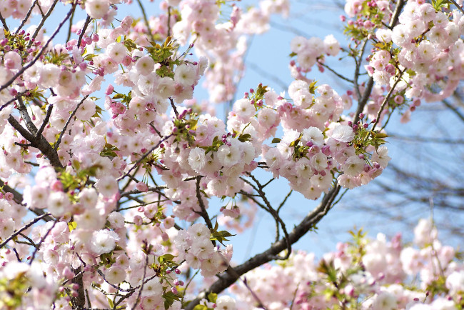 Обои картинки фото цветы, сакура, вишня, весна