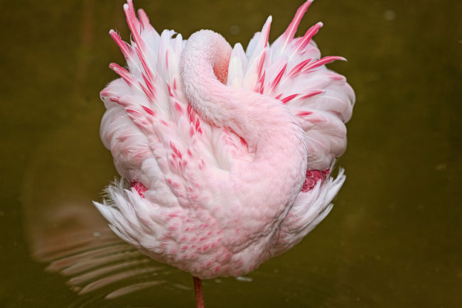 Обои картинки фото животные, фламинго, птица, перья, шея