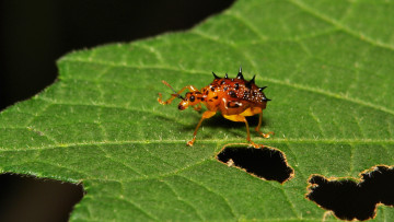 Картинка животные насекомые макро лист жучок