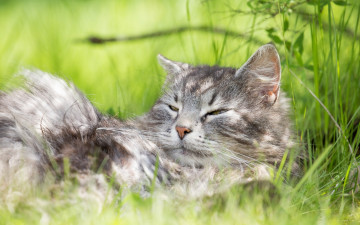 Картинка животные коты лето отдых серый кот трава