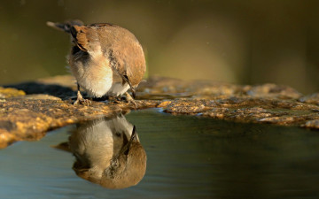Картинка животные воробьи отражение птица вода