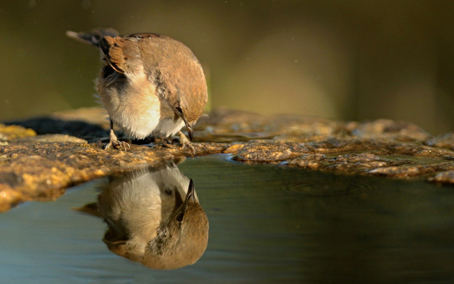 Обои картинки фото животные, воробьи, отражение, птица, вода