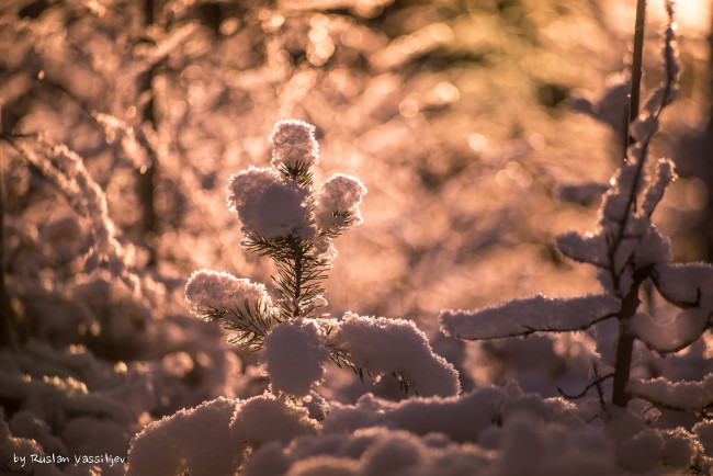 Обои картинки фото природа, макро, солнце, снег, иголки, хвоя, блики, свет, ветки