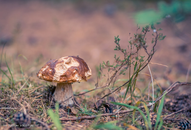 Обои картинки фото природа, грибы, листва, шишки, ветки, макро, лес