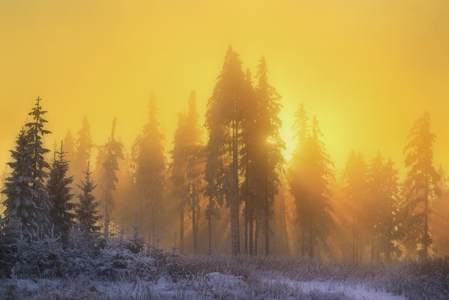 Обои картинки фото природа, восходы, закаты, утро, солнце, зима, лес, дымка, лучи, свет, снег
