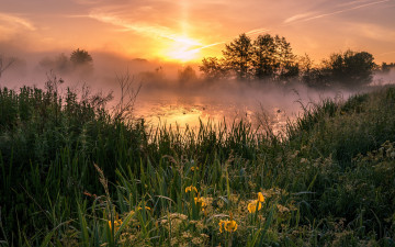 Картинка природа восходы закаты озеро солнце цветы небо трава заросли ирисы берег туман утро пруд рассвет облака пейзаж деревья водоем