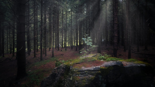 Обои картинки фото природа, лес, сосны, стволы, сумрак