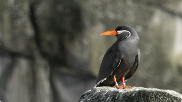 Картинка крачка-инка животные птицы птица фауна дикая природа