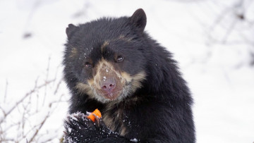 Картинка очковый+медведь животные медведи очковый медведь дикий зверь дикая природа фауна андский