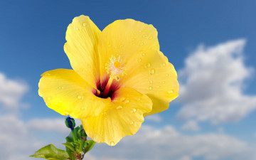 Картинка цветы гибискусы желтый гибискус макро