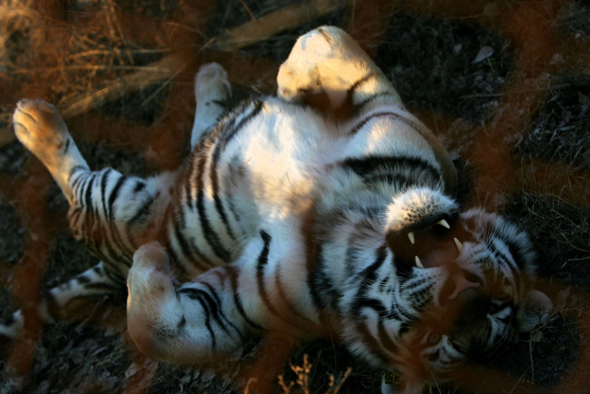 Обои картинки фото животные, тигры, тигр, осень