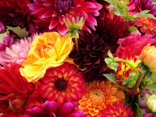 Картинка цветы георгины яркие разноцветные
