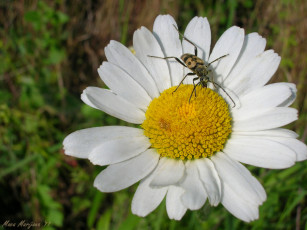 Картинка цветы ромашки лепестки жук