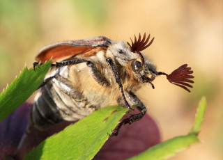 Картинка животные насекомые майский жук