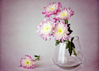 Картинка цветы хризантемы бледно-розовый ваза