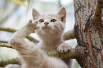 Картинка авт mihail terechehko животные коты котёнок дерево