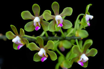 Картинка цветы орхидеи экзотика много яркий зеленый