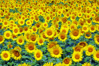 Картинка цветы подсолнухи поле жёлтый лето
