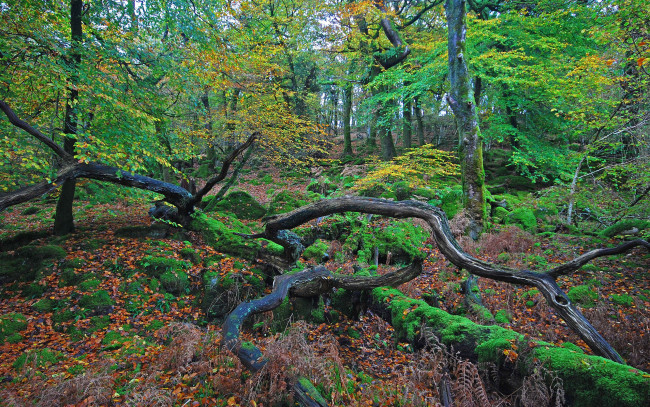 Обои картинки фото природа, лес, листья, коряги, осень, деревья