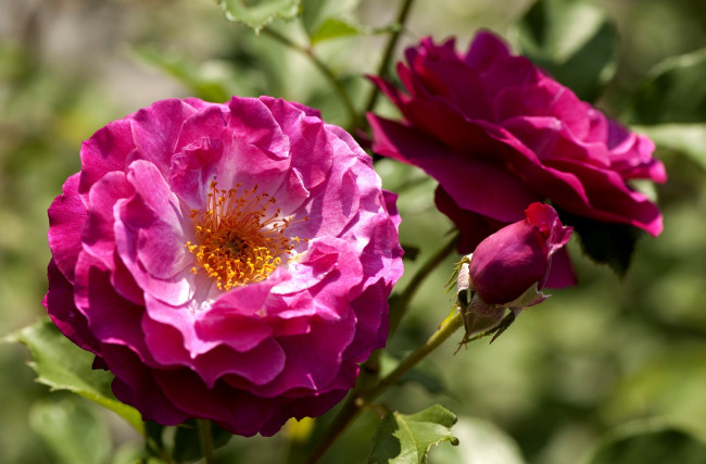 Обои картинки фото цветы, розы, ярко-розовый, ветка, бутон