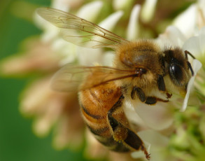 Картинка животные пчелы +осы +шмели пчела фон макро насекомое утро
