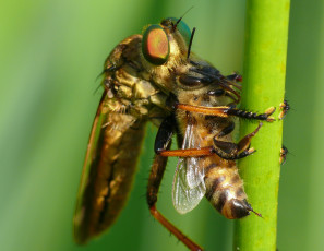 Картинка животные насекомые пчела хищник добыча травинка фон зелёный жало утро насекомое макро
