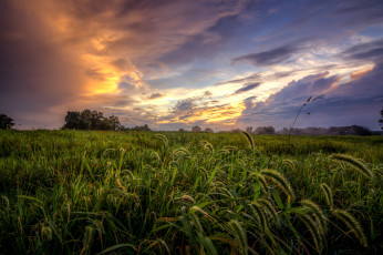 Картинка природа поля поле трава тучи