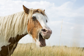 Картинка животные лошади радость гримаса морда грива конь лошадь