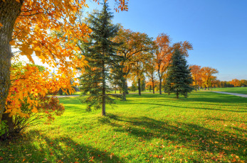 Картинка природа деревья осень небо листья трава жёлтые