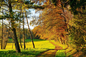 Картинка природа дороги осень тропа деревья поляна лес