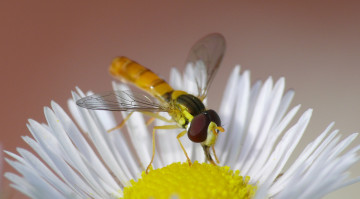 Картинка животные насекомые фон цветок насекомое макро