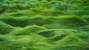 Картинка природа луга луг макро зеленая трава
