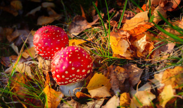 Картинка природа грибы +мухомор мухоморы пара осень листья лес