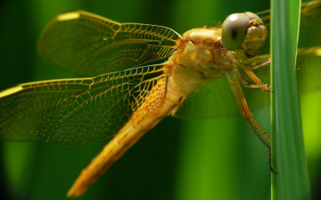 Картинка животные стрекозы глаза крылья стрекоза макро травинка