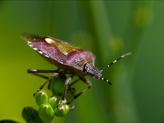 Обои картинки фото животные, насекомые, травинка, макро, жук, зелёный, фон
