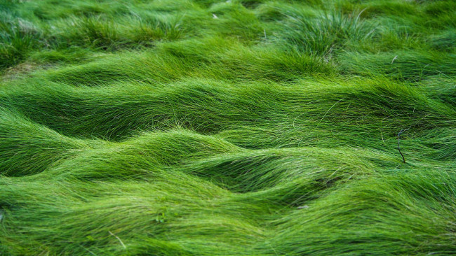 Обои картинки фото природа, луга, луг, макро, зеленая, трава