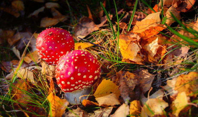 Обои картинки фото природа, грибы,  мухомор, мухоморы, пара, осень, листья, лес
