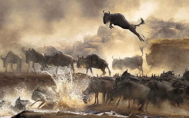 Обои картинки фото животные, антилопы, водоём, брызги, стадо, прыжок