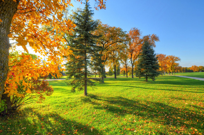 Обои картинки фото природа, деревья, осень, небо, листья, трава, жёлтые