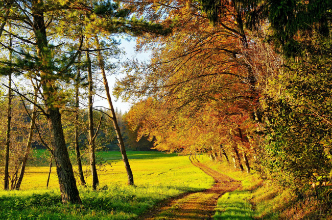 Обои картинки фото природа, дороги, осень, тропа, деревья, поляна, лес