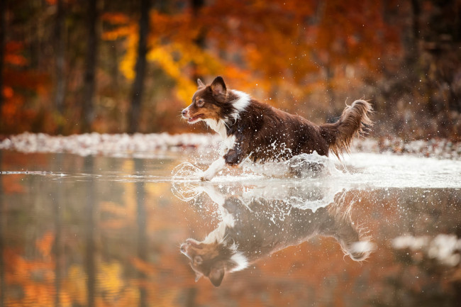 Обои картинки фото животные, собаки, собака, брызги, вода, бег, отражене, капли
