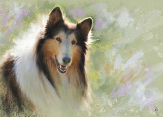Картинка рисованное животные +собаки солнечно портрет морда колли мазки картина живопись рисунок собака