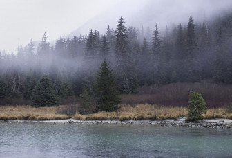 Картинка природа реки озера туман река ели лес утро