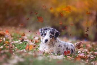 Картинка животные собаки осень листья щенок собака аусси австралийская овчарка