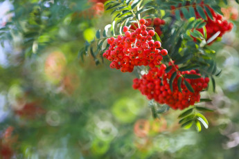Картинка природа Ягоды +рябина боке ветка ягоды рябина гроздья рябины