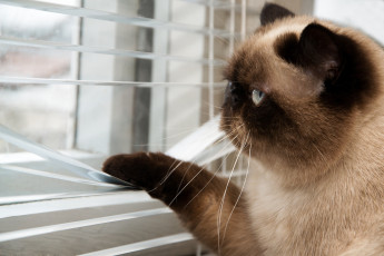 Картинка животные коты окраса боке британский размытость cat шоколадный короткошерстный жалюзи окно улица смотрит хвост лапы усы котяра кот