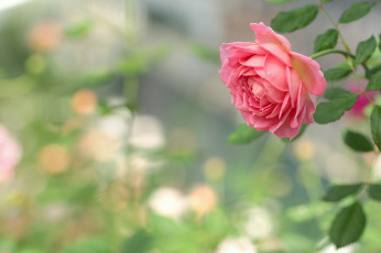 Картинка цветы розы роза бутон макро боке