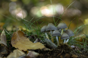 Картинка природа грибы фон
