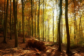 Картинка природа лес осень туман деревья