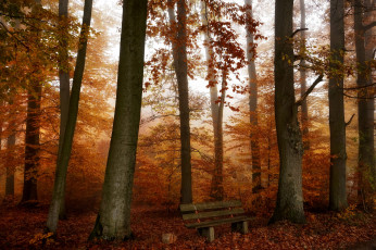Картинка природа лес туман осень деревья